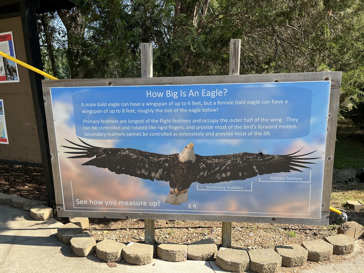 Rowan Wild-Eagle Wingspan Display