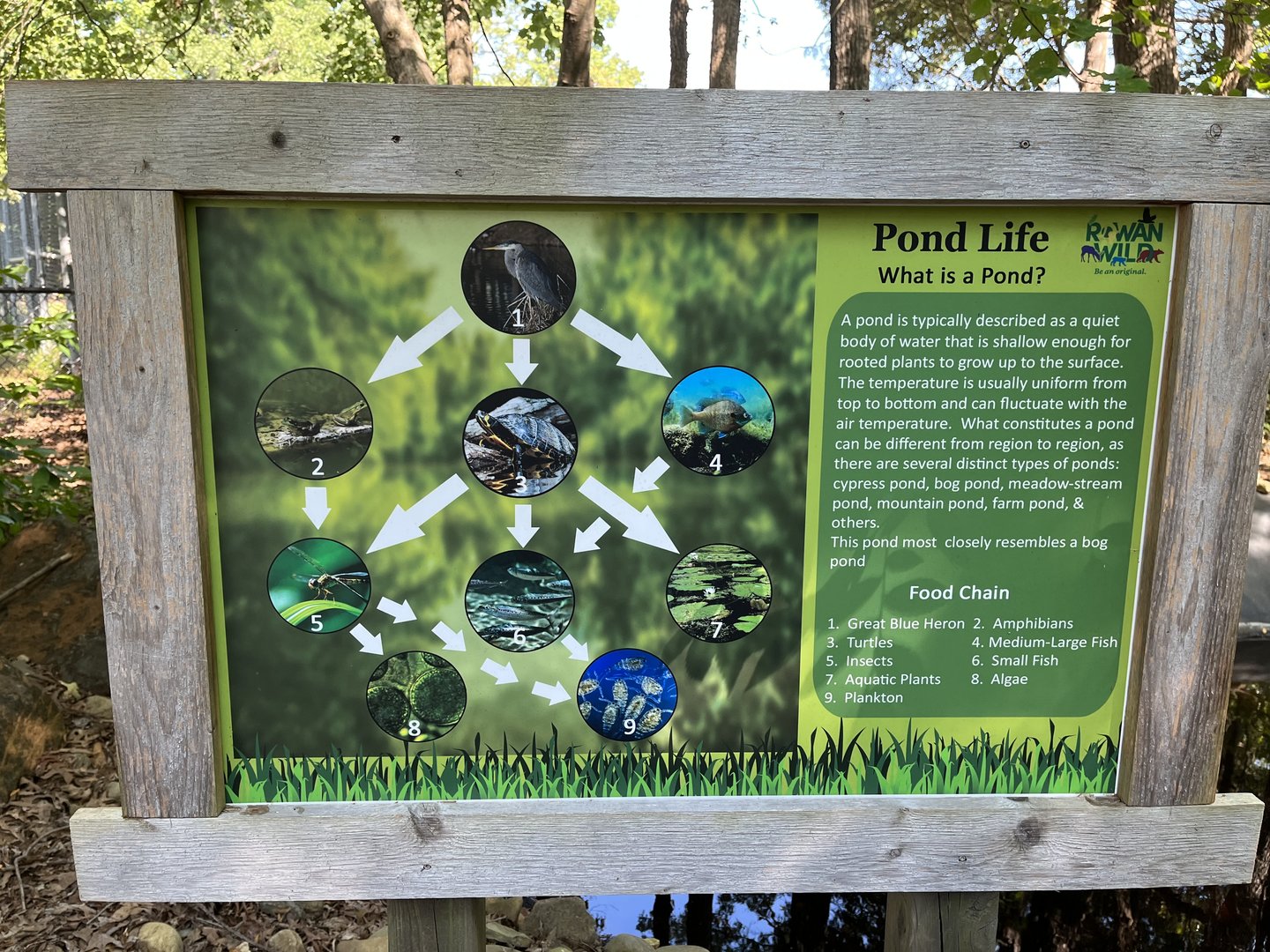 Rowan Wild-Pond Food Web