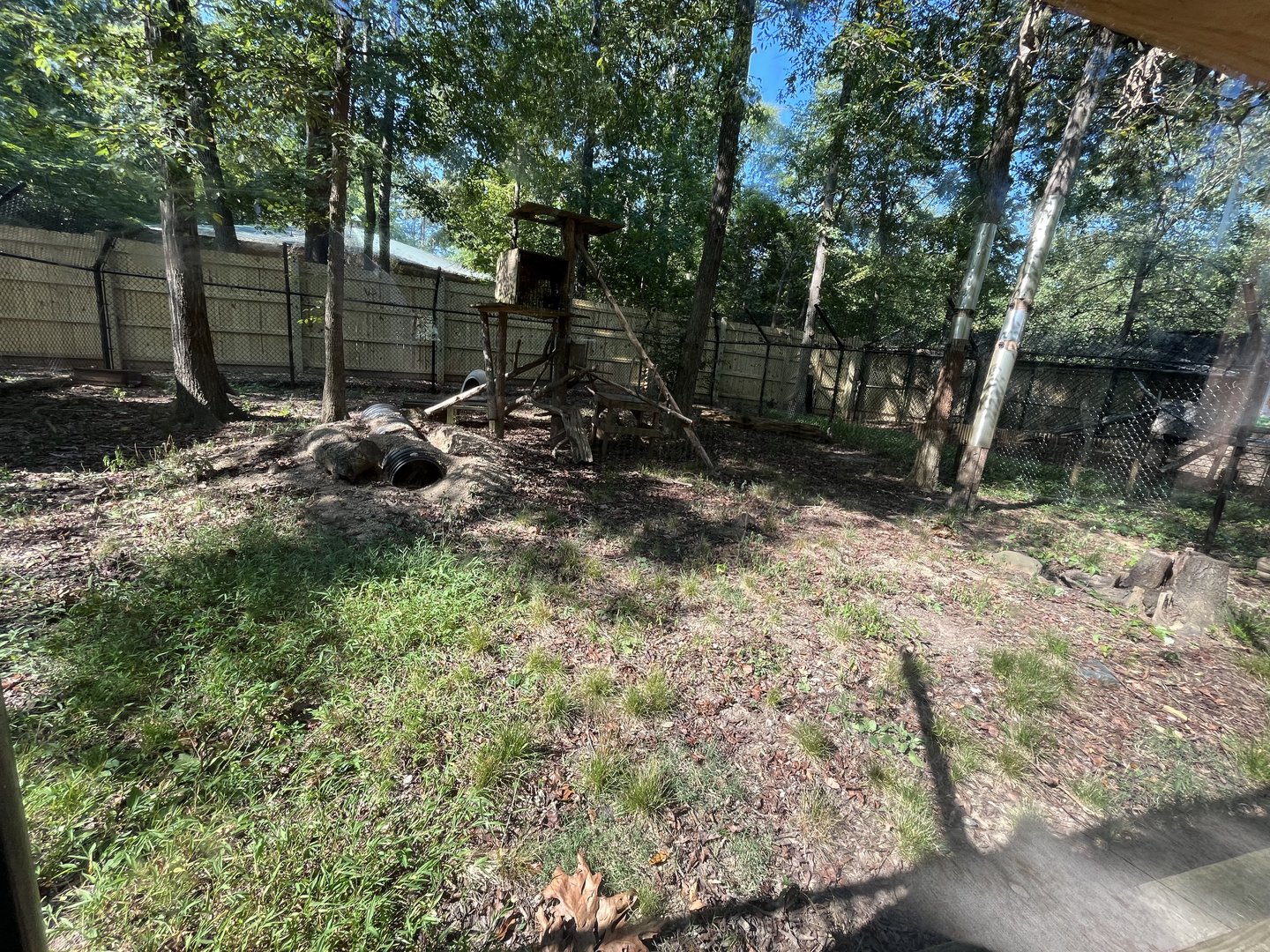 Rowan Wild-Red Fox Habitat