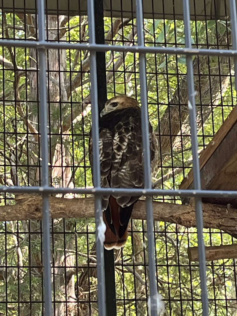 Rowan Wild-Red-tailed Hawk
