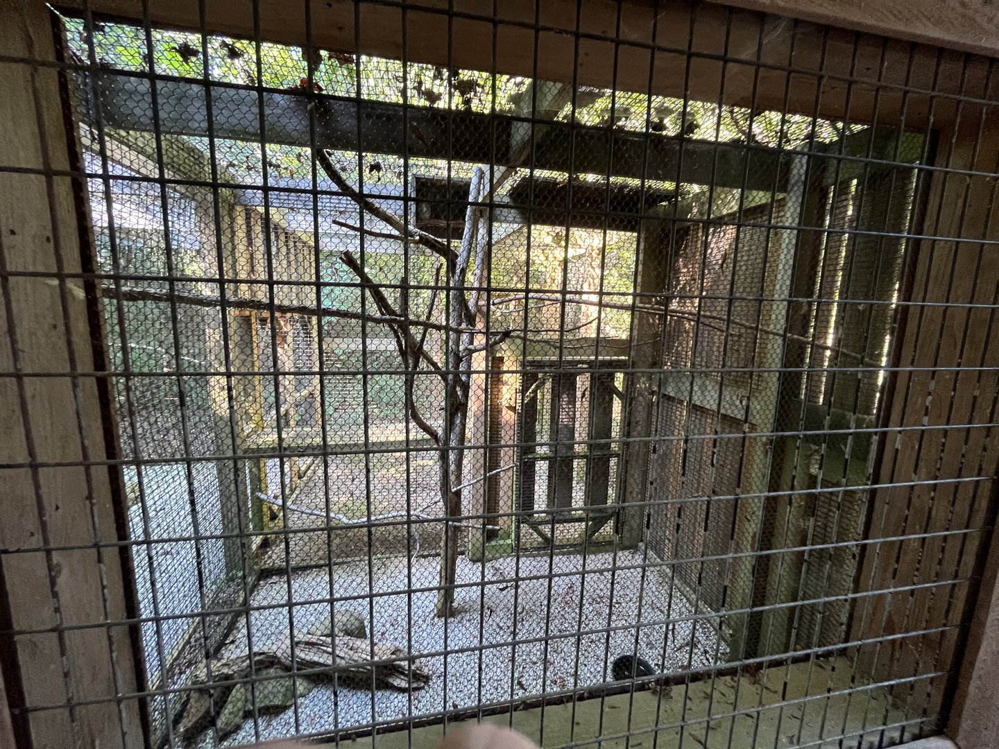 Rowan Wild-Screech Owl Aviary