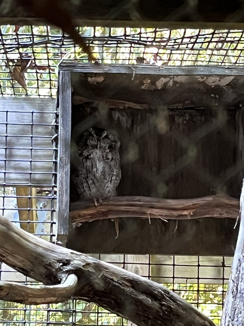 Rowan Wild-Screech Owl