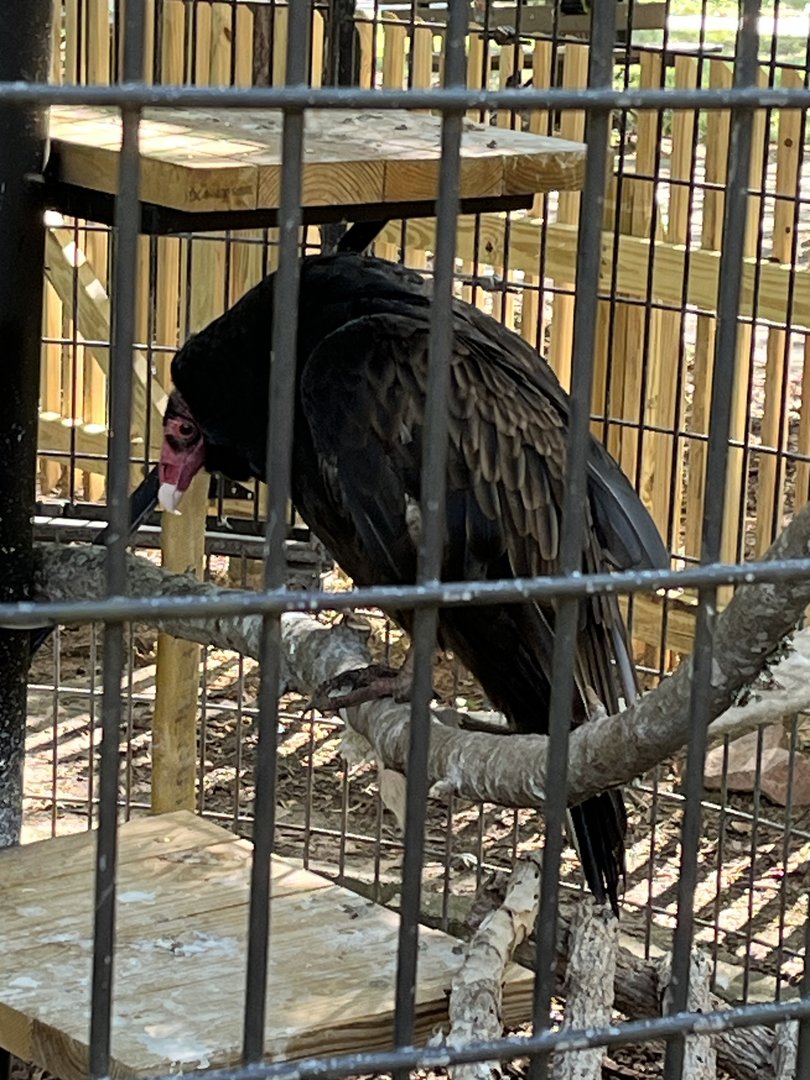 Rowan Wild-Turkey Vulture