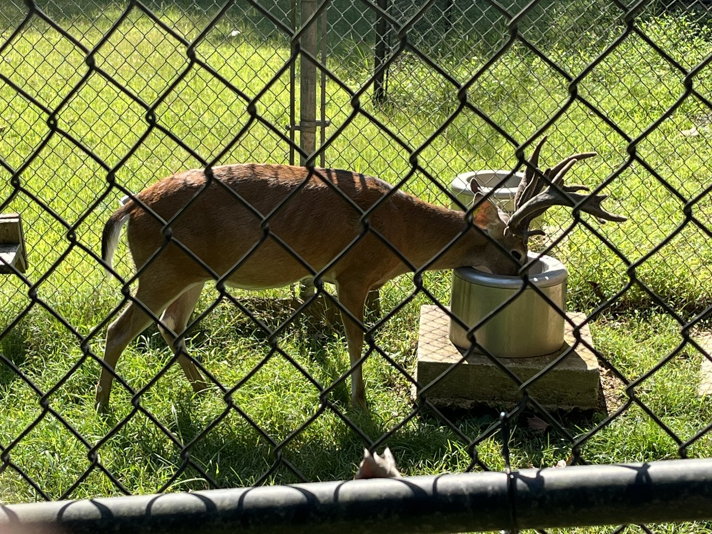 Rowan Wild-White-tailed Deer drinking