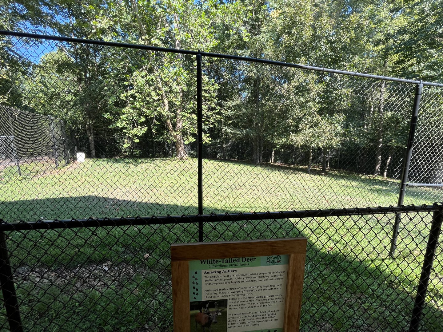 Rowan Wild-White-tailed Deer Habitat