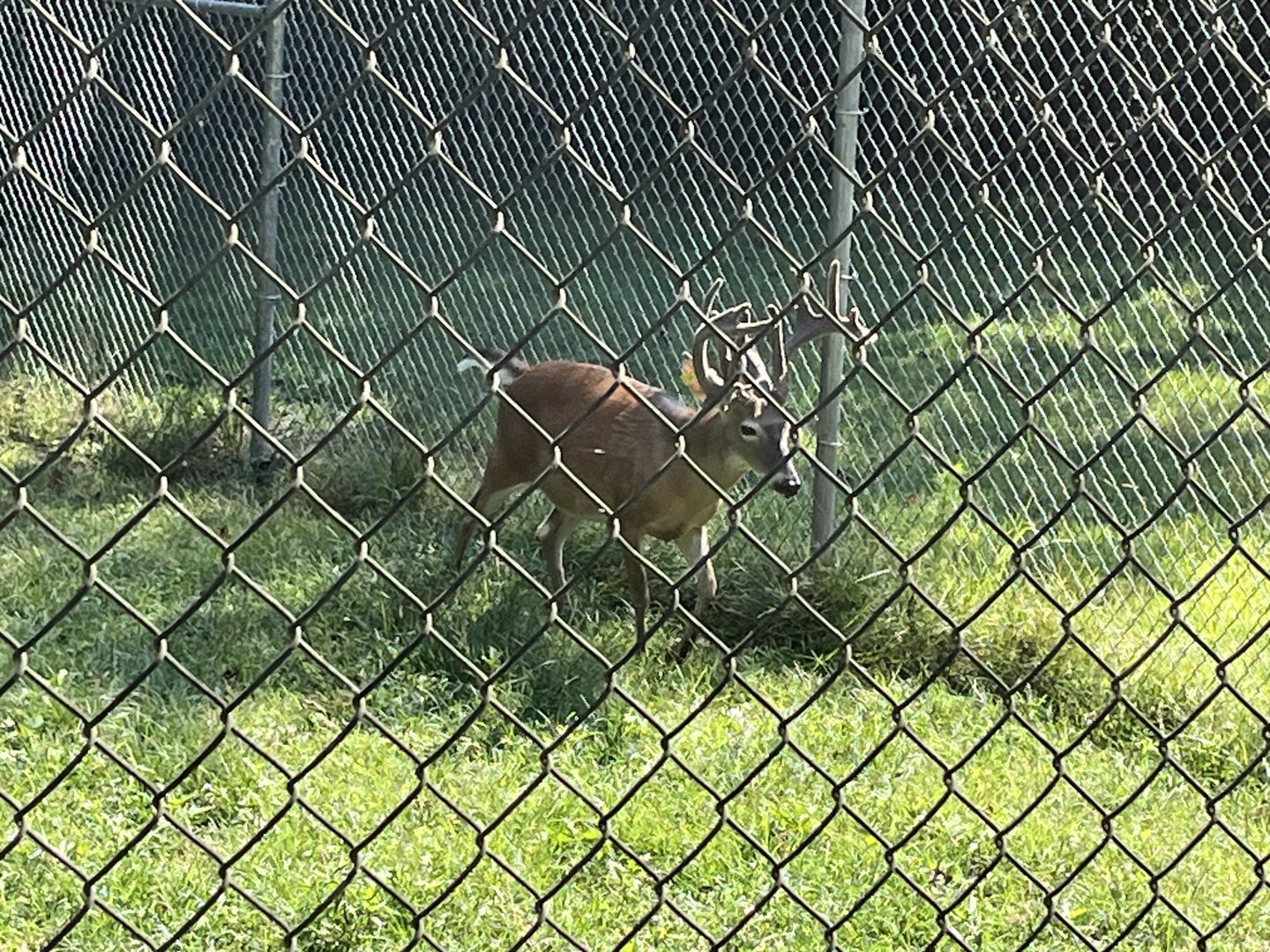 Rowan Wild-White-tailed Deer