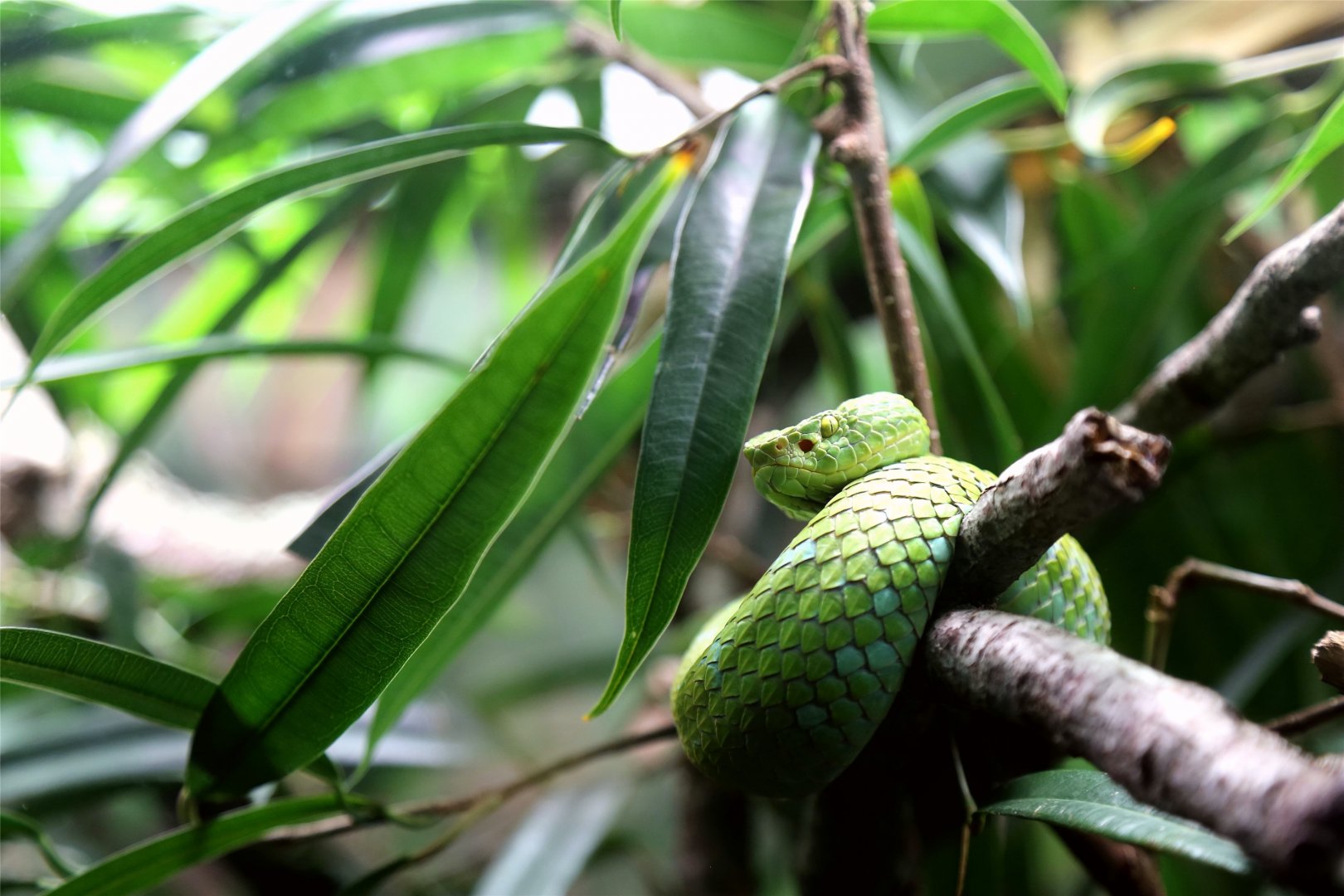 Rowley's Palm Pit Viper (Bothriechis rowleyi)