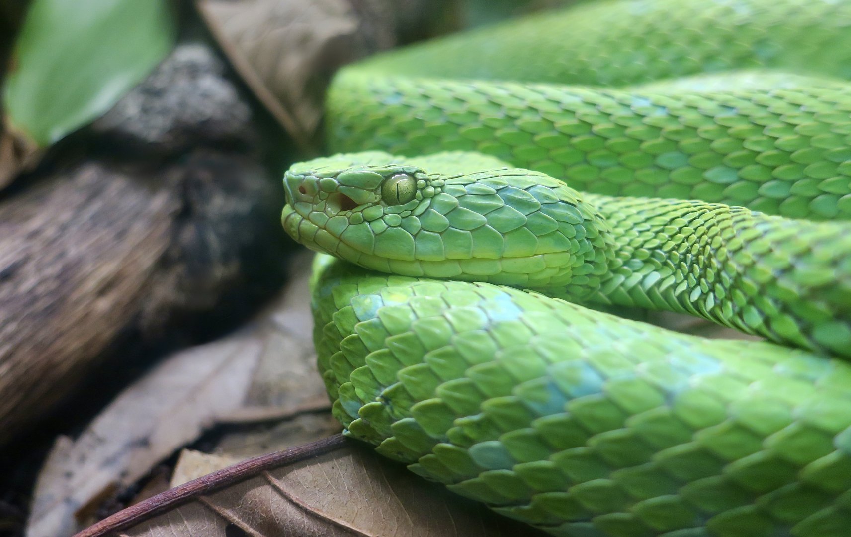 Rowley's Palm Pit Viper (Bothriechis rowleyi)