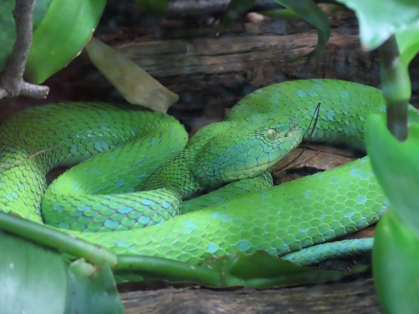 Rowley’s Palm Pitviper (Bothriechis rowleyi)