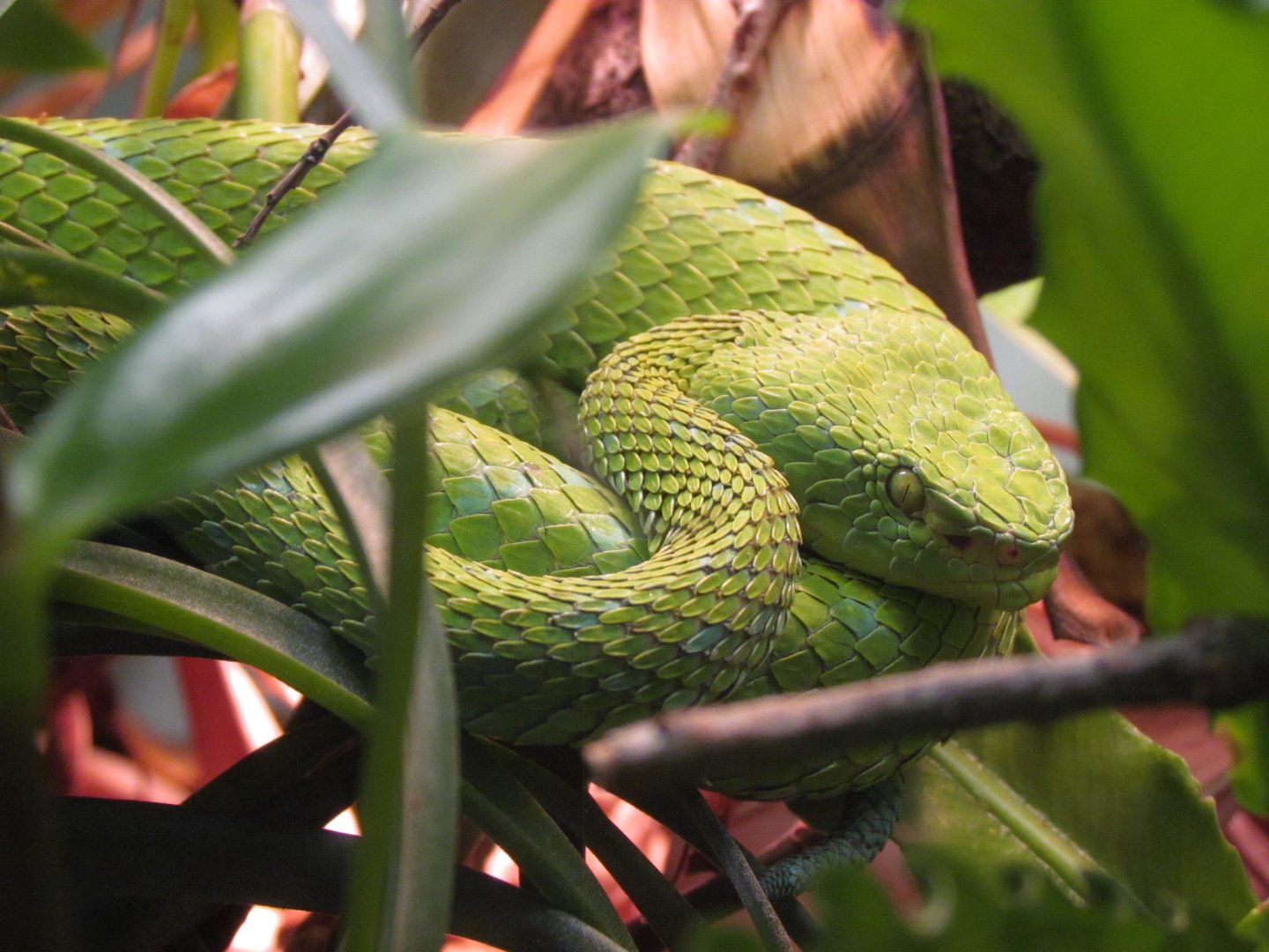 Rowley’s Palm Pitviper