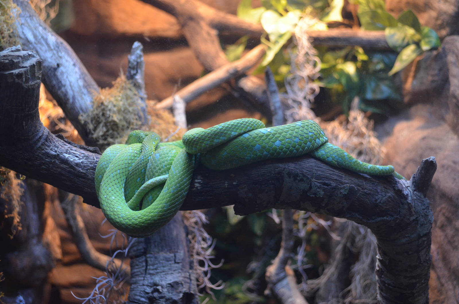 Rowleys Palm Viper