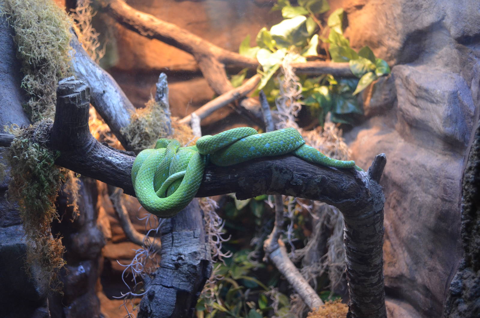 Rowleys Palm Viper