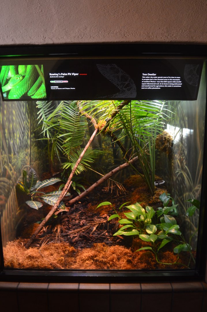 Rowley's Viper Terrarium