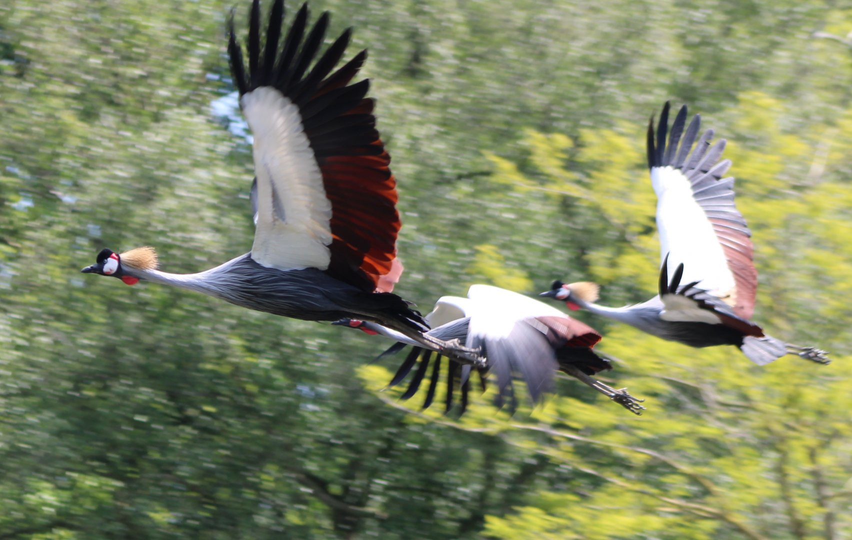 rowned cranes at the Bird-show