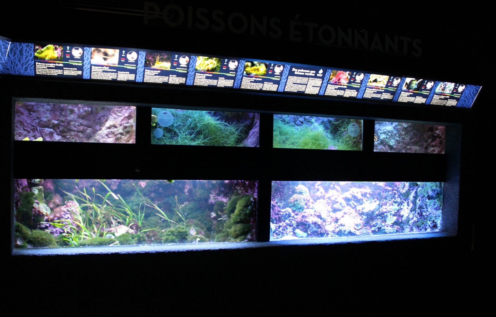 Rows of smaller marine-tanks