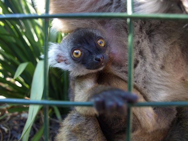 "Roxy" the 2011's Eulemur macaco macaco baby