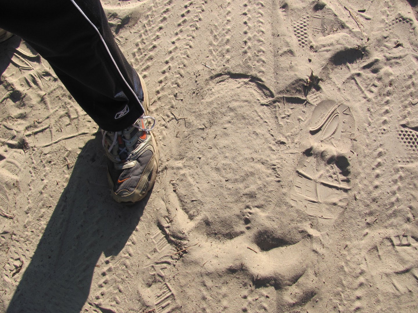 Roxy's Footprint November 2010