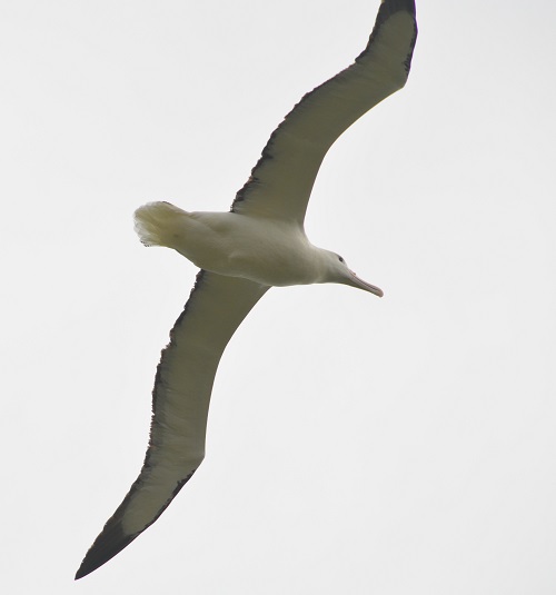 Royal albatross