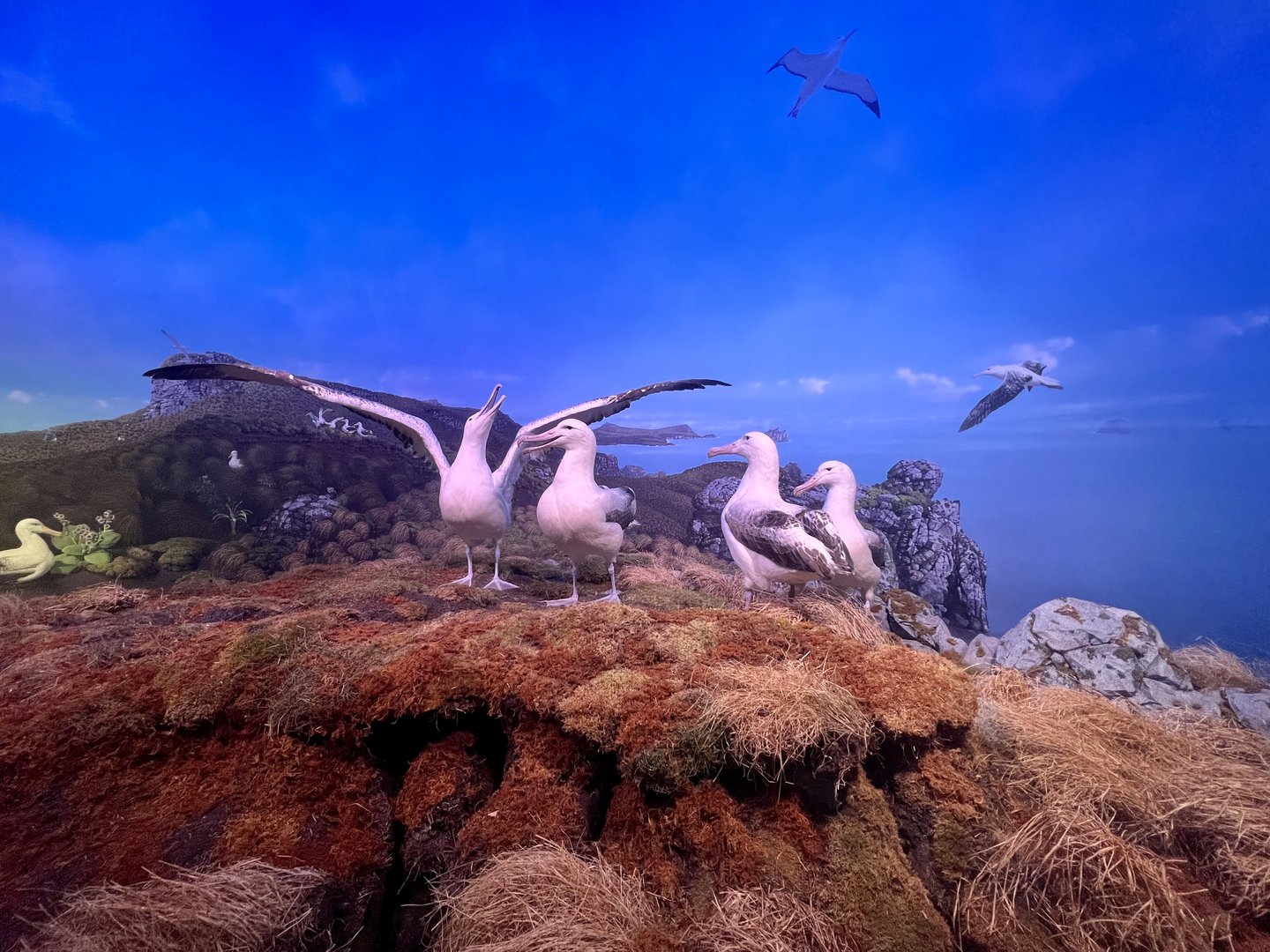 Royal Albatrosses