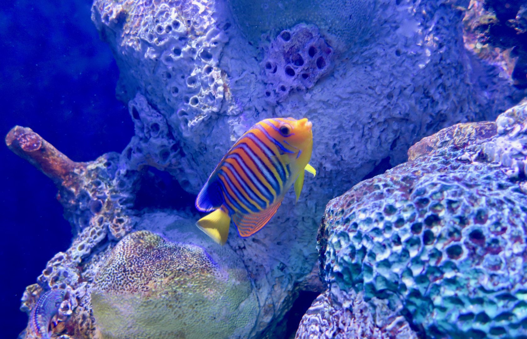 Royal Angelfish (Pygoplites diacanthus)