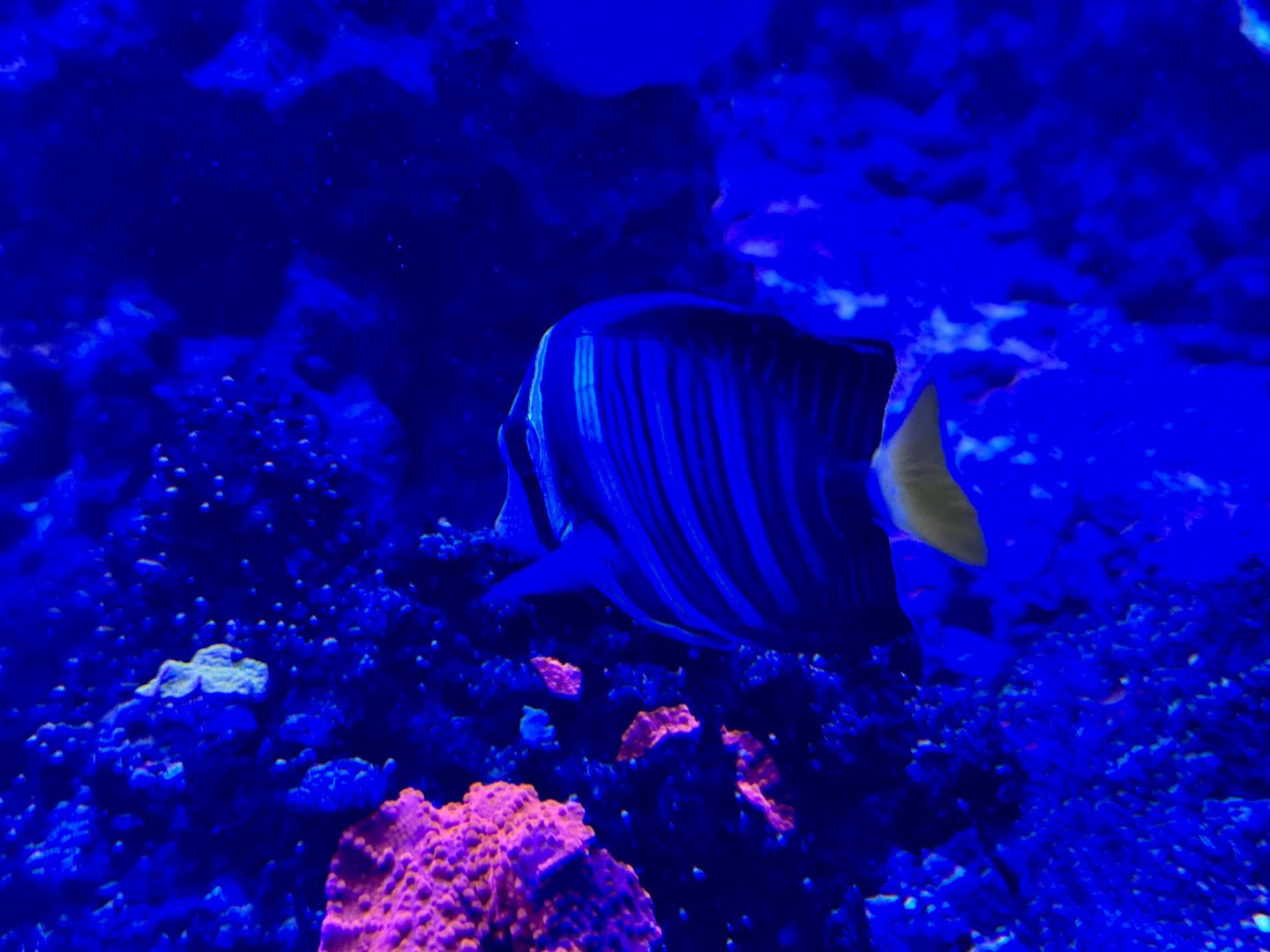 Royal angelfish (Pygoplites diacanthus)