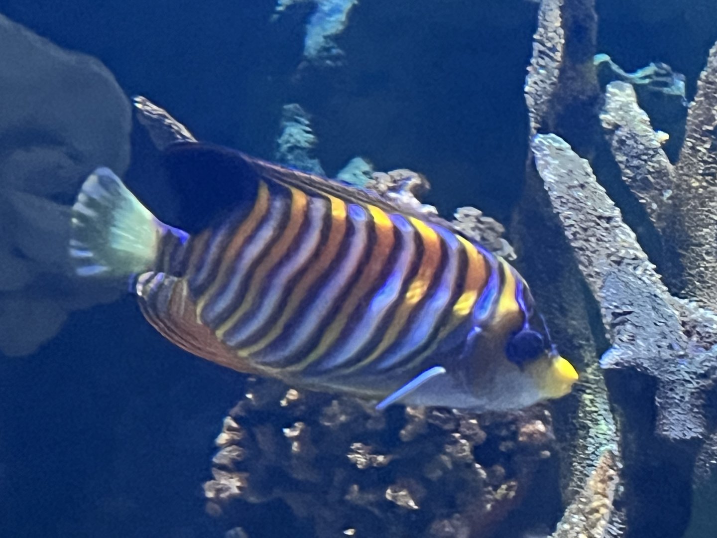 Royal Angelfish