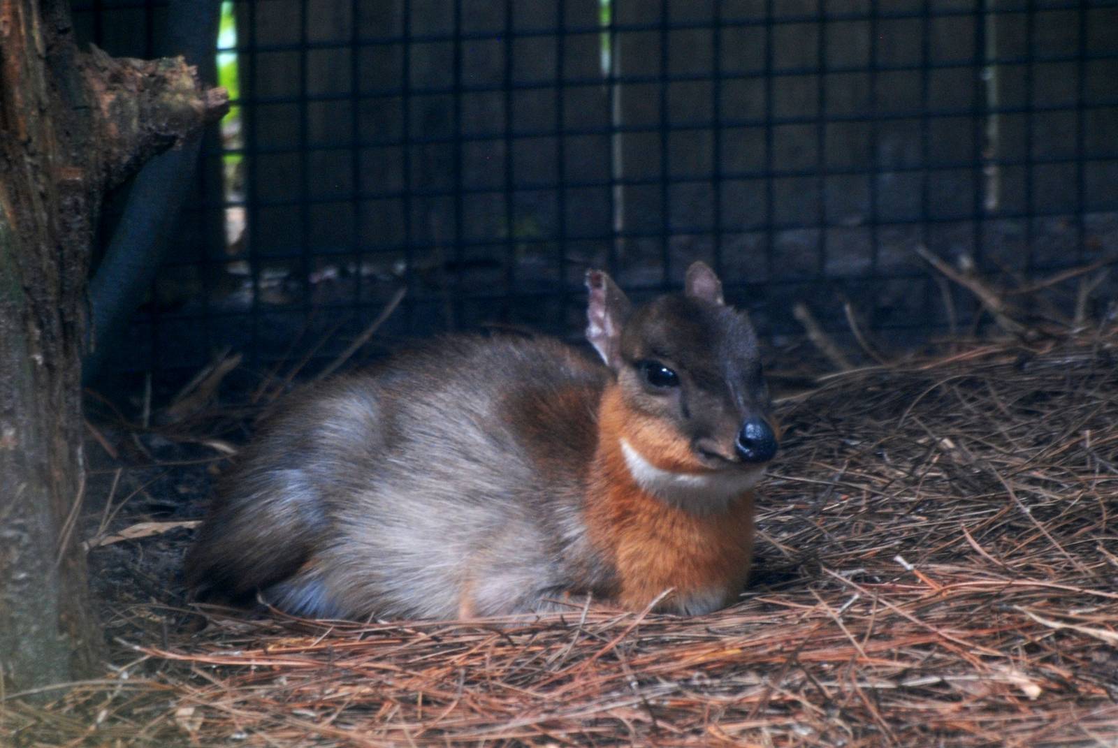 Royal Antelope at Lowry Park, 13/10/13