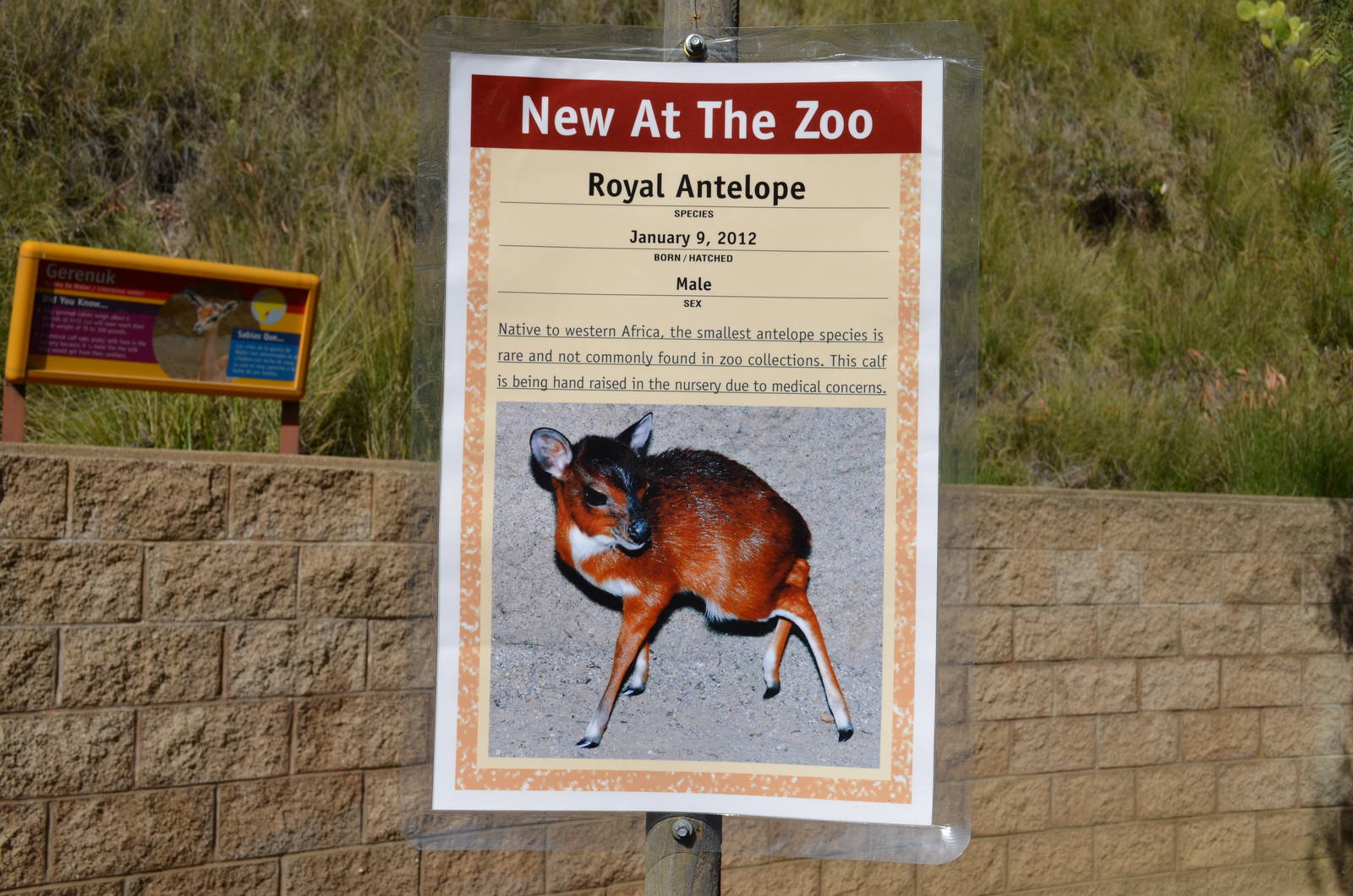 Royal Antelope Birth Announcement