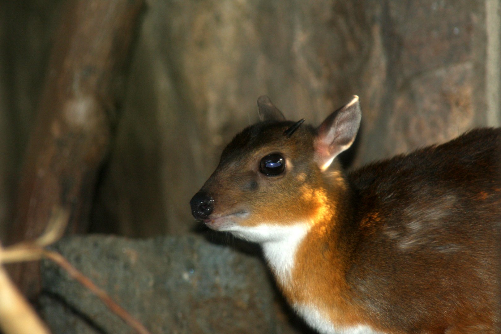 royal antelope (Neotragus pygmaeus) -the antithesis to my member name