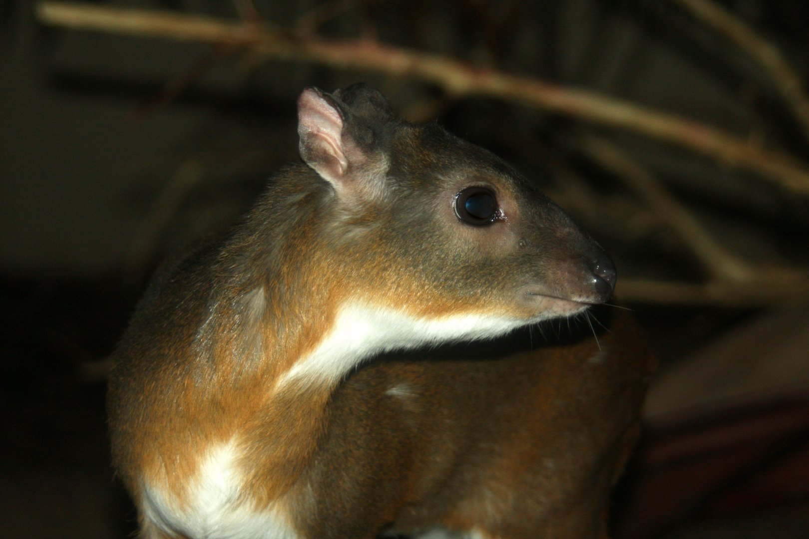 royal antelope (Neotragus pygmaeus) -the antithesis to my member name
