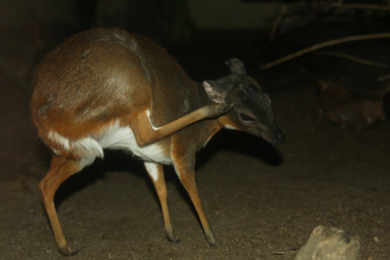 royal antelope (Neotragus pygmaeus) -the antithesis to my member name