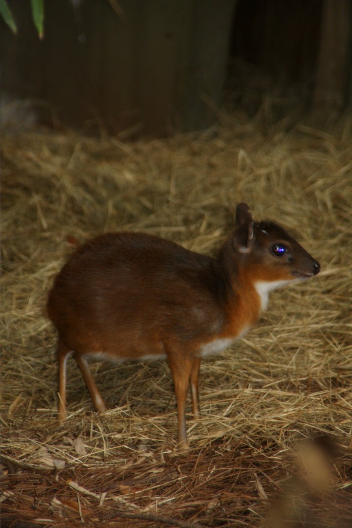 royal antelope (Neotragus pygmaeus) -the antithesis to my member name