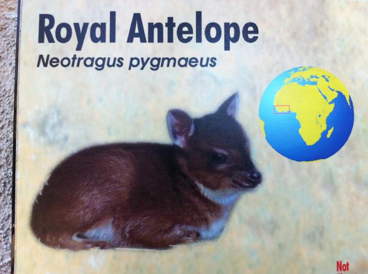 Royal antelope sign