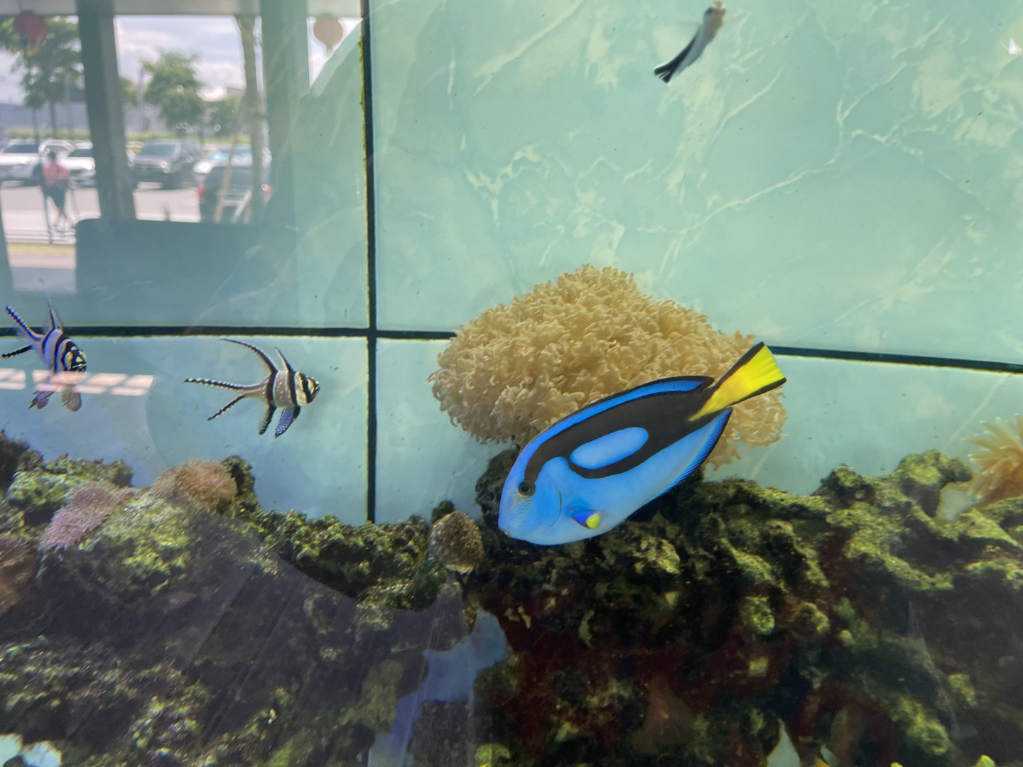 royal blue tang (paracanthurus hepatus)