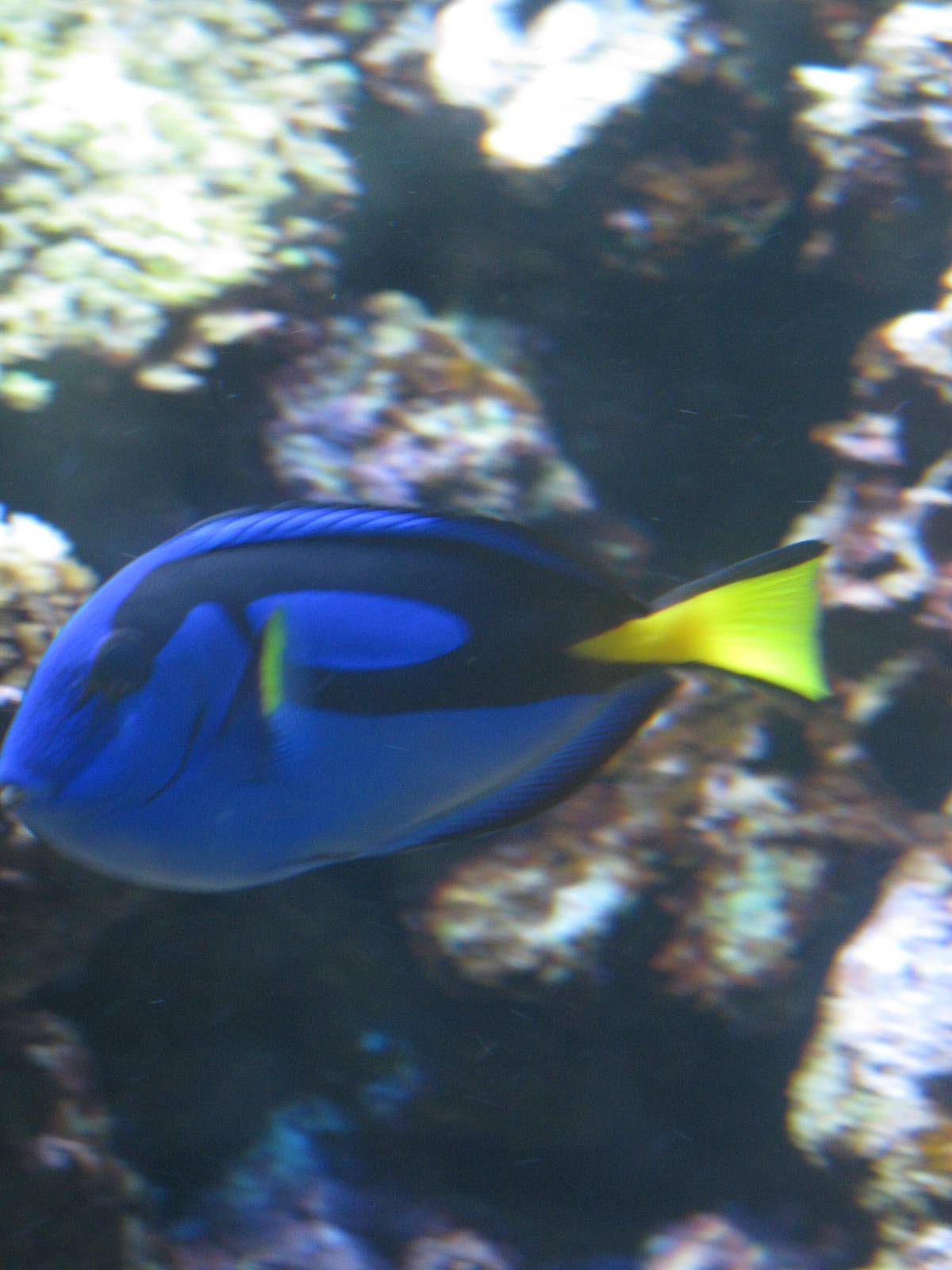 Royal Blue Tang