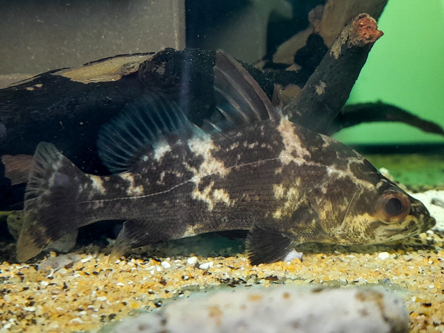 Royal Congo Perch (Lates niloticus 'Congo')