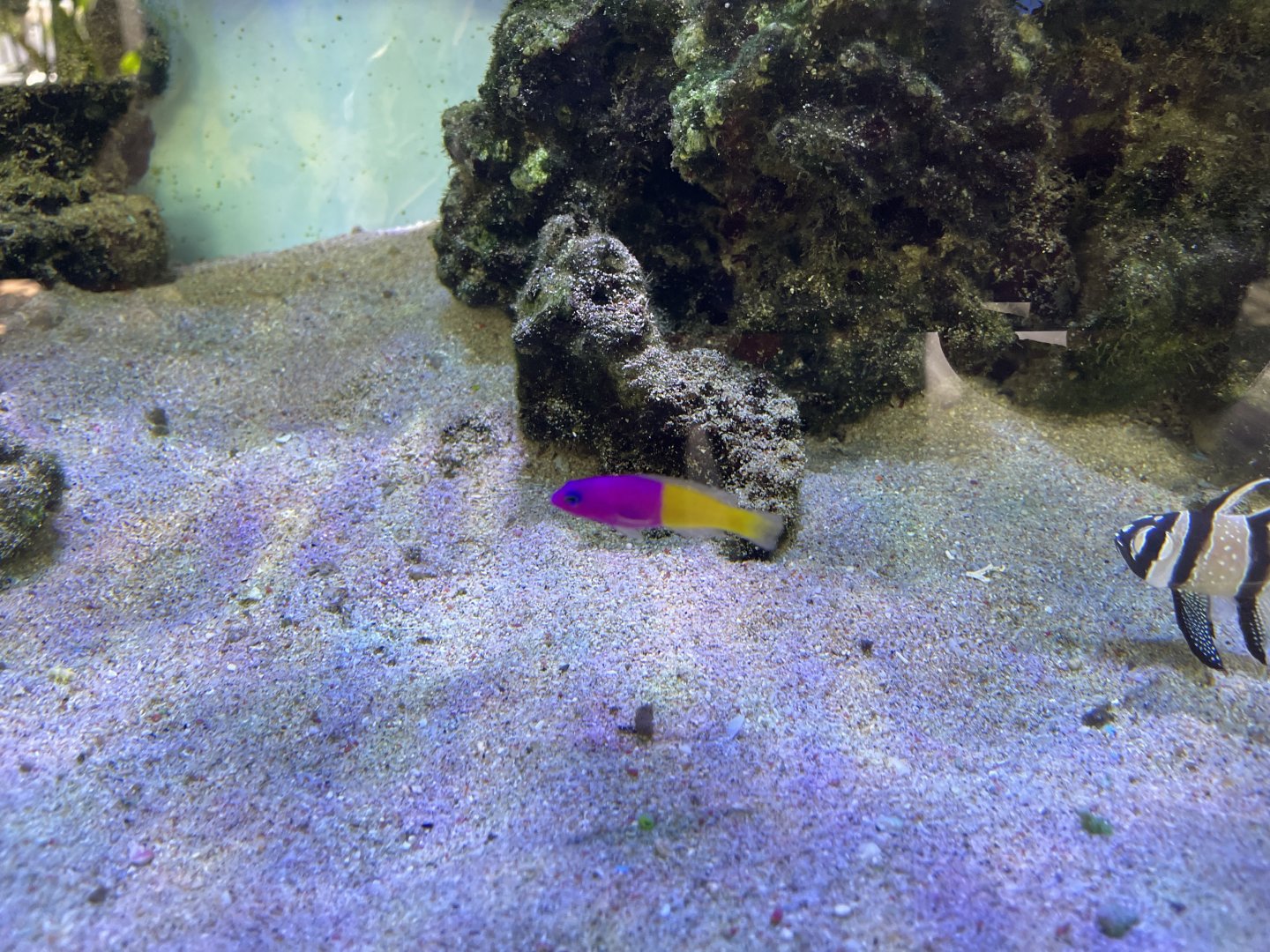 royal dottyback (pictichromis paccagnellae)