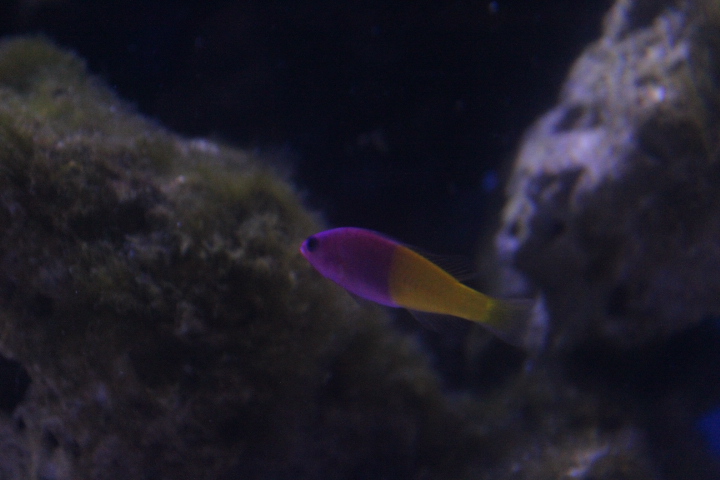Royal dottyback (Pictichromis paccagnellorum)