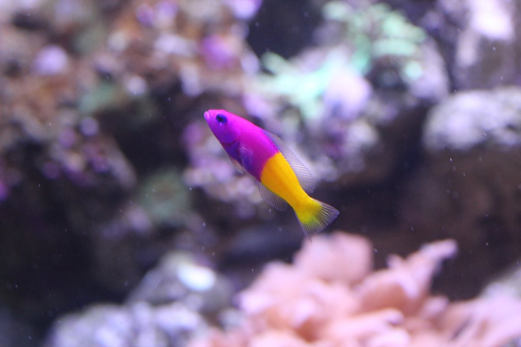 Royal Dottyback