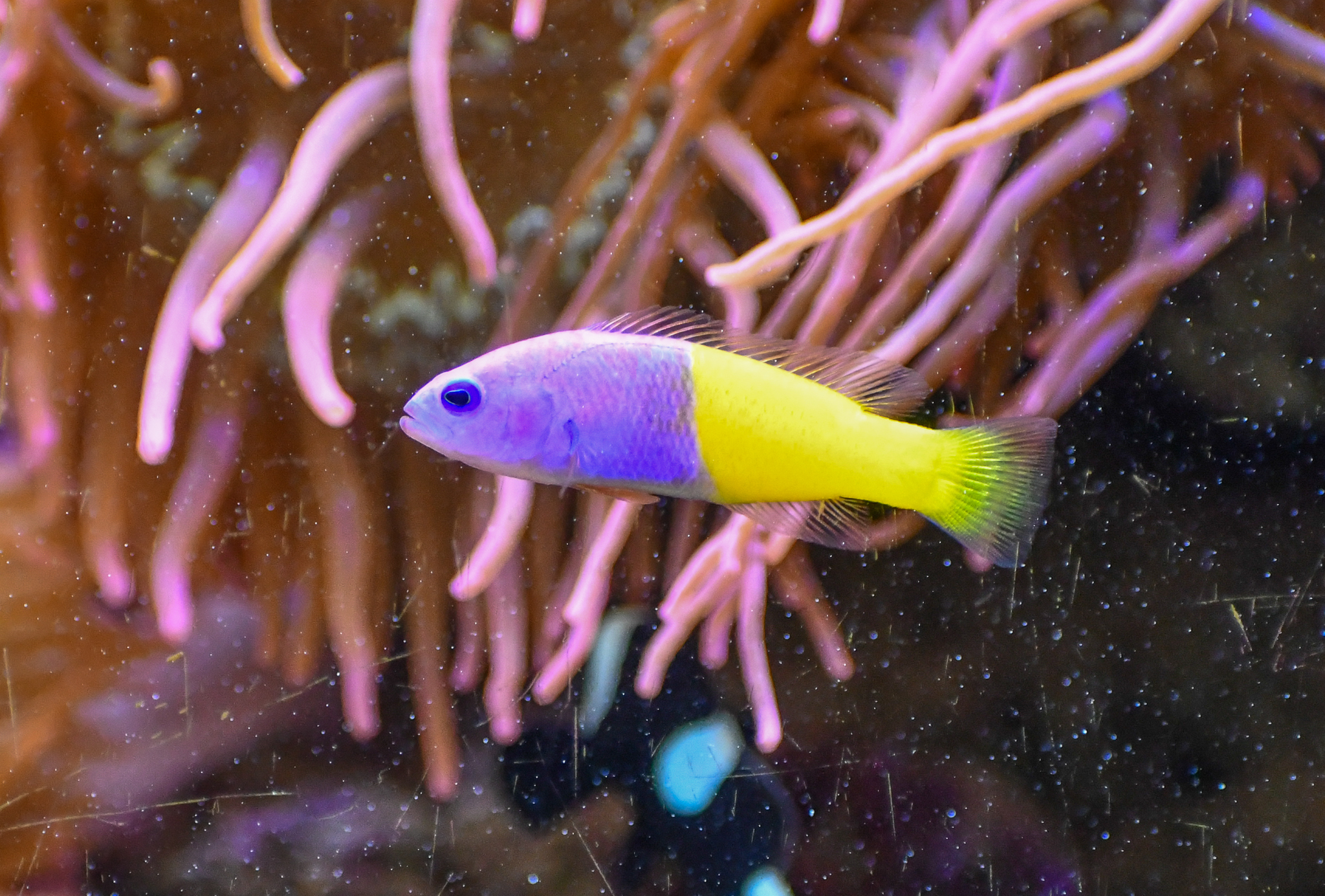 Royal Dottyback