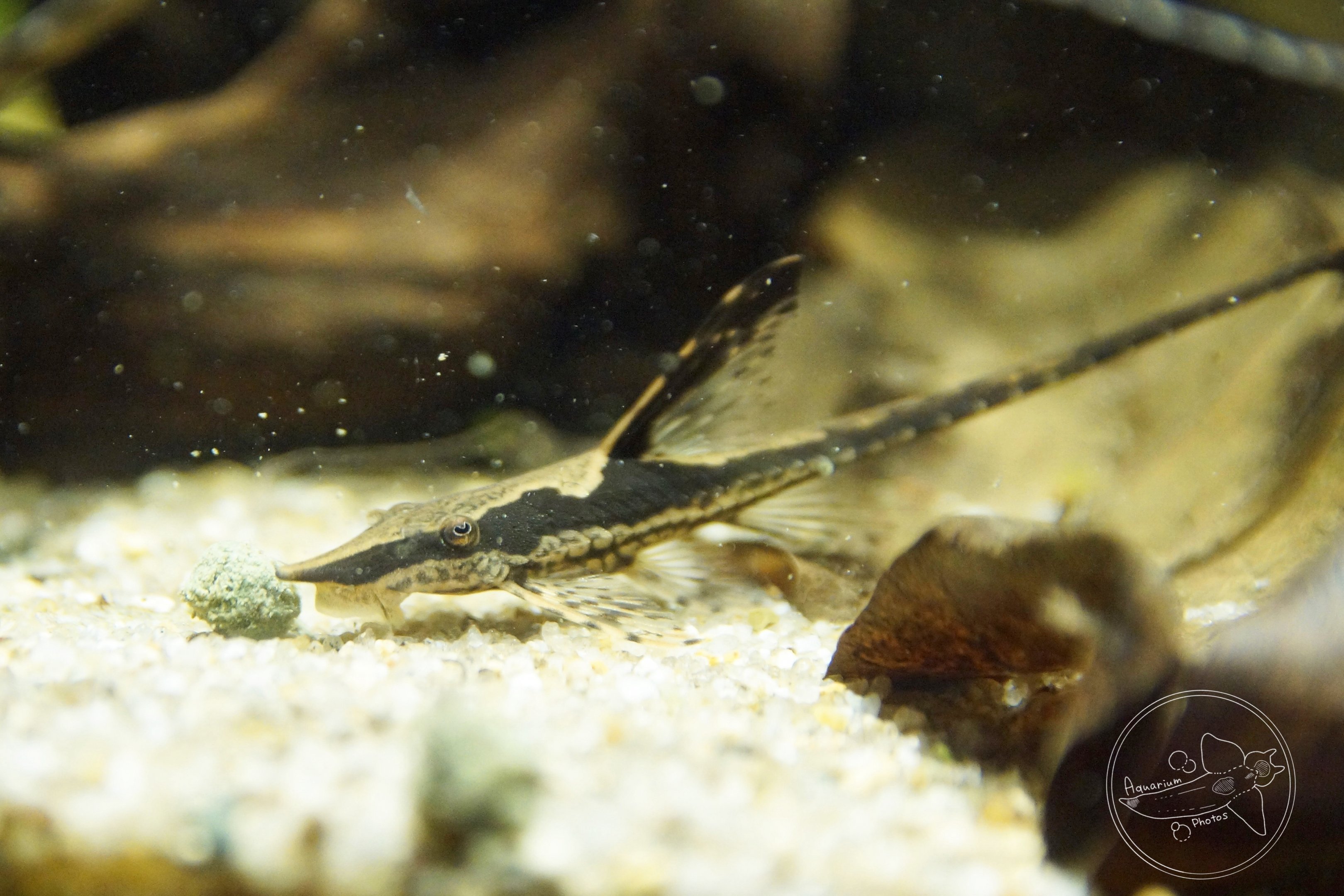 Royal Farlowella (Sturisoma panamense)