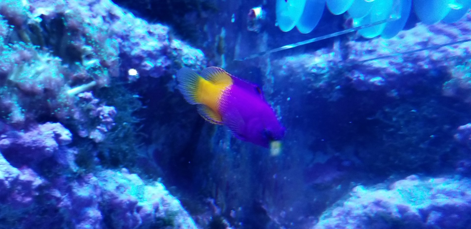 Royal Gramma (Gramma loreto)