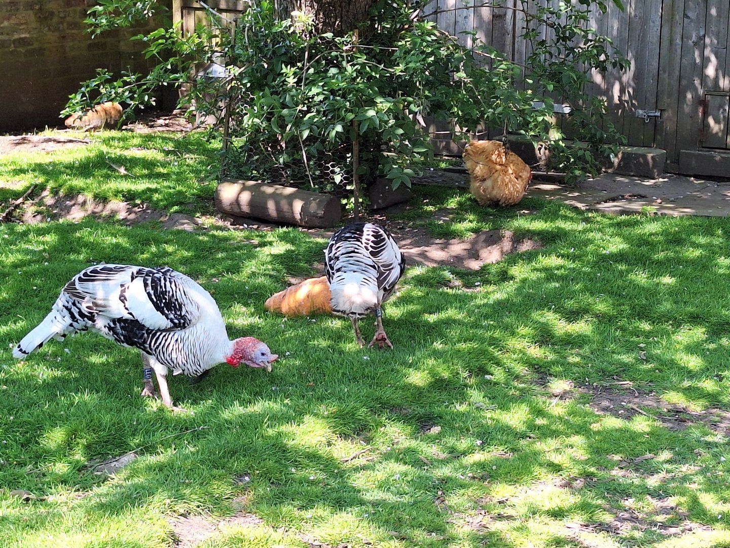 Royal Palm Turkeys and Orpington Chickens