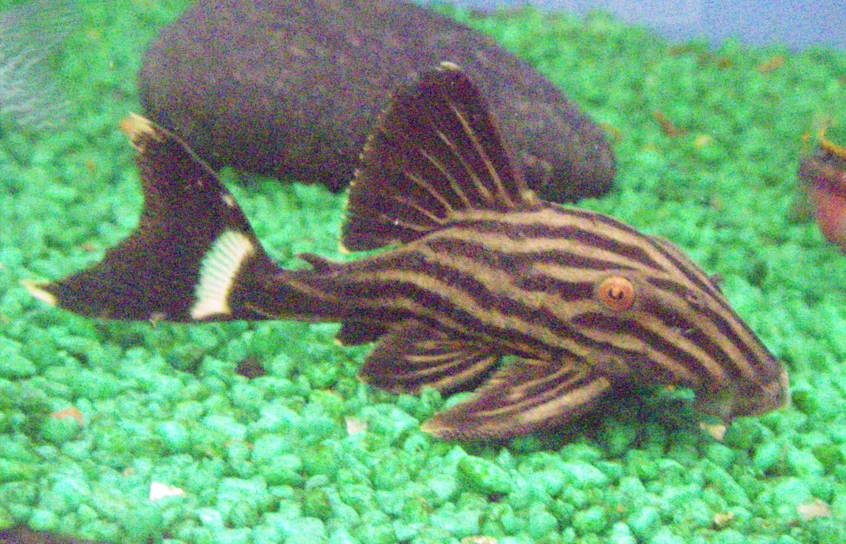 Royal panaque (Panaque nigrolineatus)