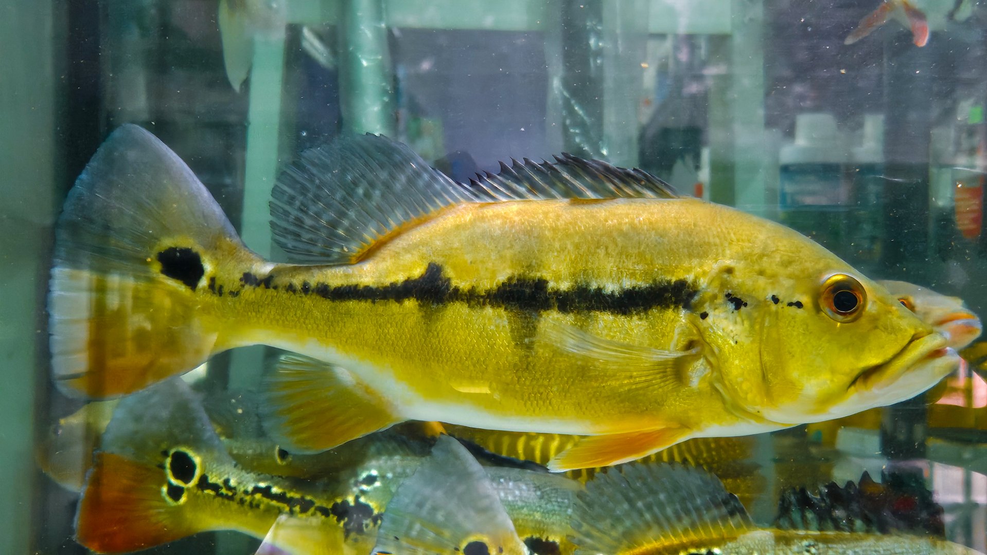 Royal Peacock Bass (Cichla intermedia)