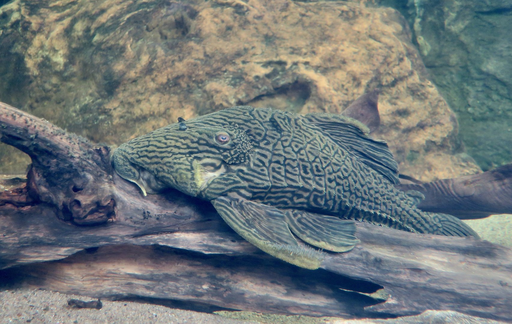 Royal Pleco (Panaque armbrusteri)
