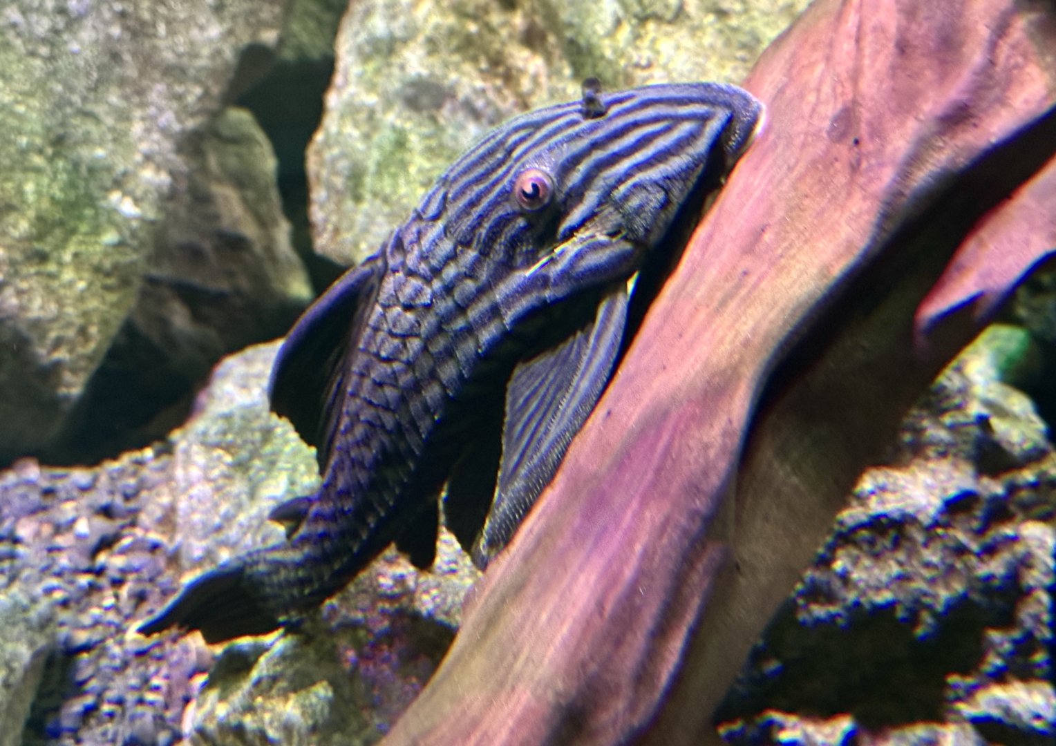 Royal pleco (Panaque nigrolineatus)