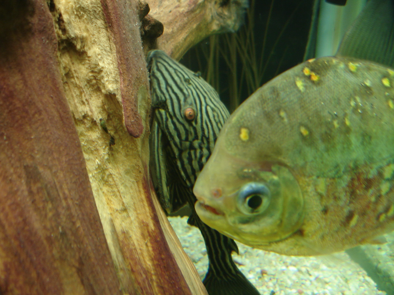 Royal plecostomus and Spotted metynnis