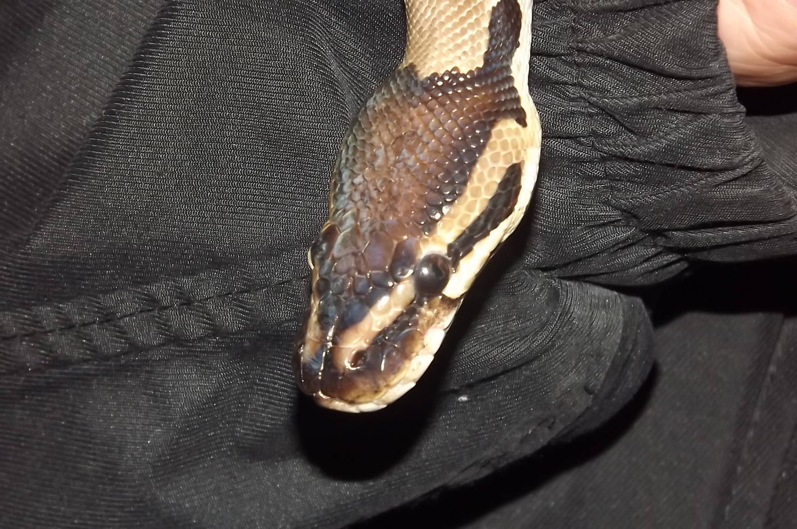 Royal Python at Blackpool Zoo 16/06/12