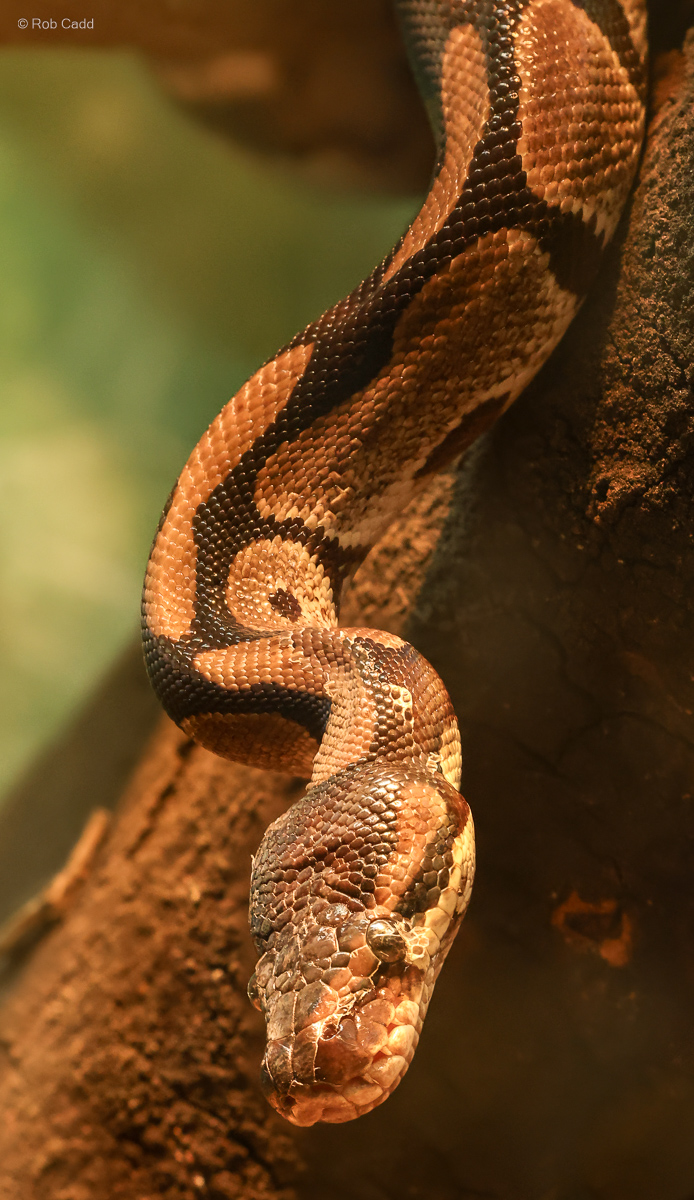 Royal python : Crocodiles of the World : 14 Sep 2025